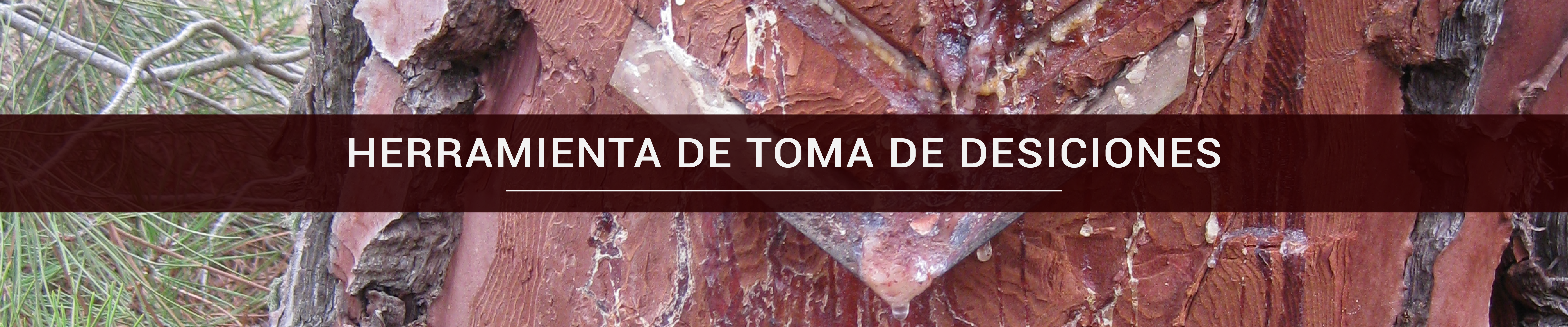 toma decisiones